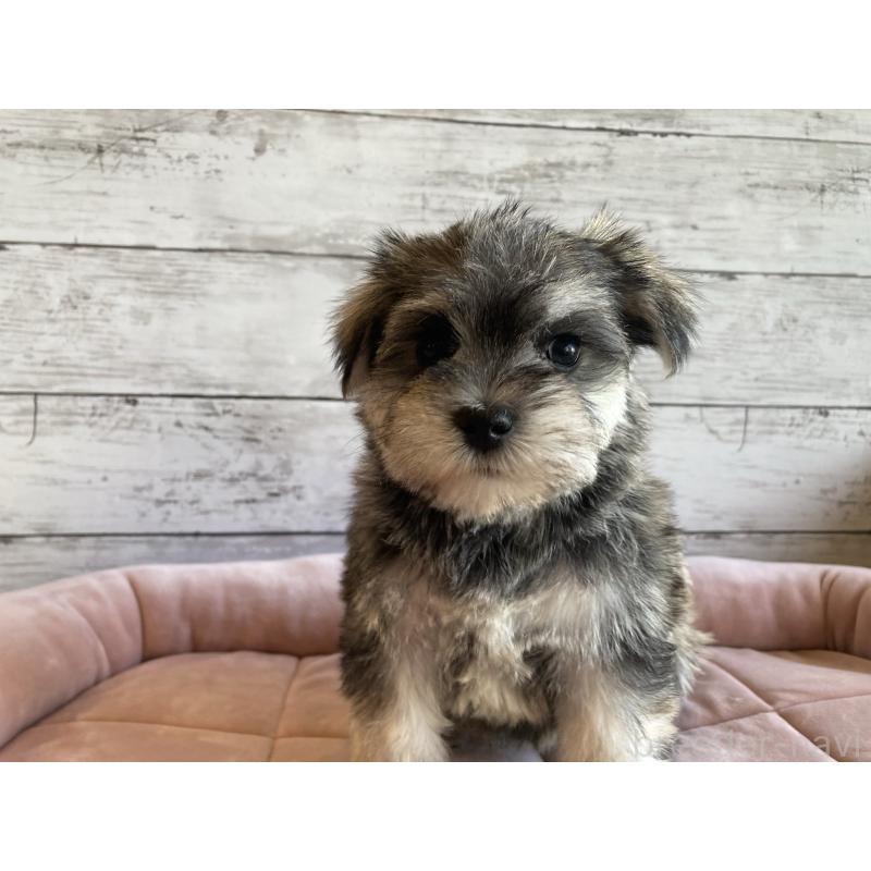 販売中の北海道のマルシュナ:マルチーズ×ミニチュアシュナウザー-427762の5枚目