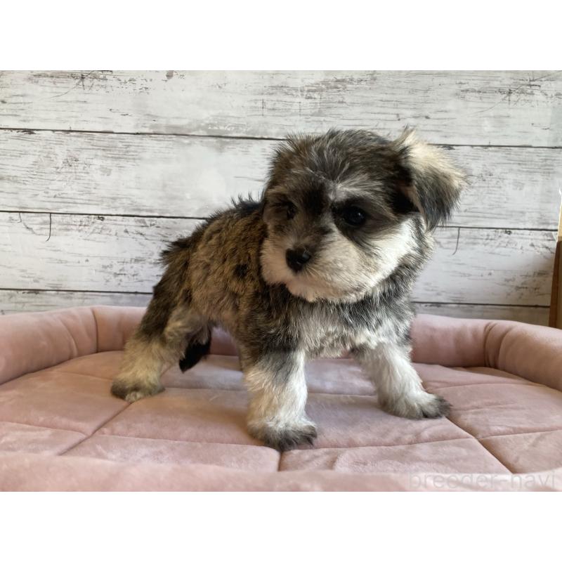 販売中の北海道のマルシュナ:マルチーズ×ミニチュアシュナウザー-427762の4枚目