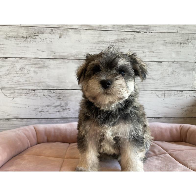 販売中の北海道のマルシュナ:マルチーズ×ミニチュアシュナウザー-427762の3枚目