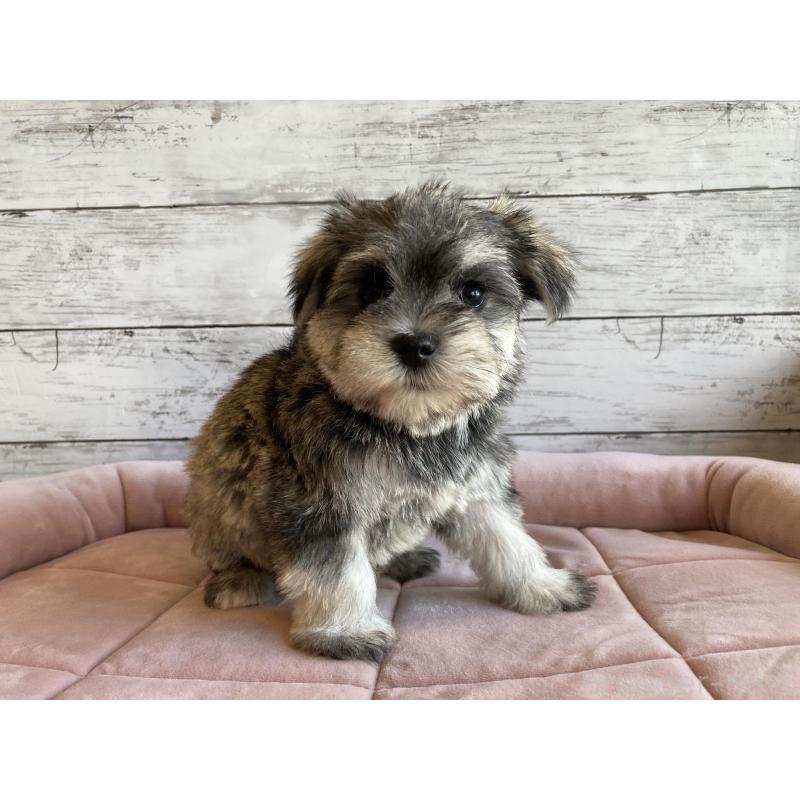 販売中の北海道のマルシュナ:マルチーズ×ミニチュアシュナウザー-427762の2枚目