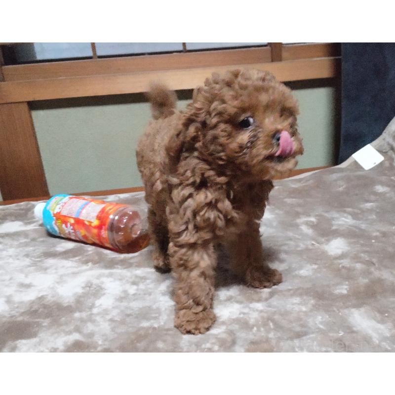 販売中の秋田県のマルプー:マルチーズ×トイプードル-413650の5枚目