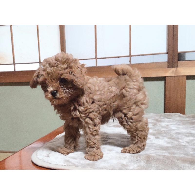 販売中の秋田県のマルプー:マルチーズ×トイプードル-413650の4枚目