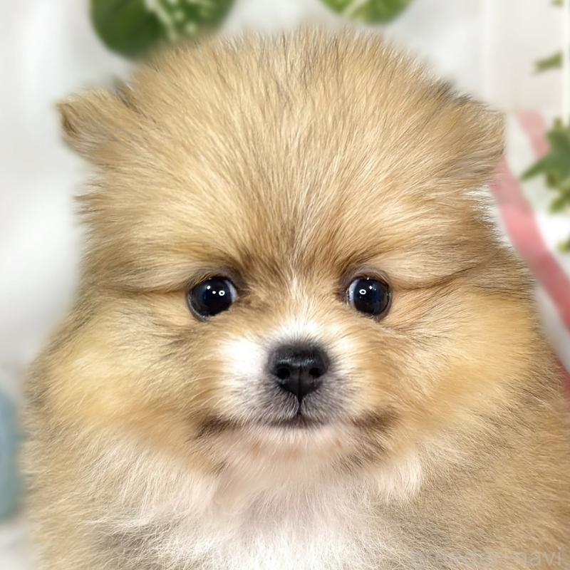 販売中の滋賀県のポメラニアン-427763の1枚目