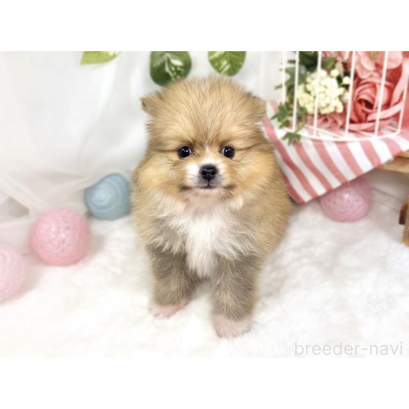 販売中の滋賀県のポメラニアン-427763の4枚目