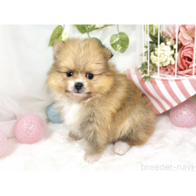 販売中の滋賀県のポメラニアン-427763の3枚目