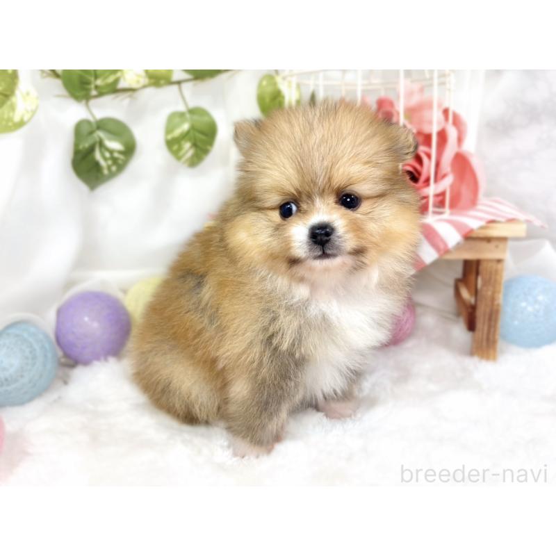 販売中の滋賀県のポメラニアン-427763の2枚目