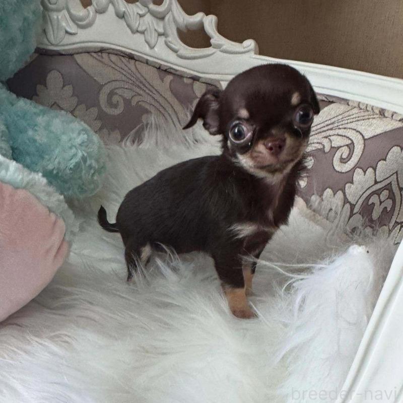 販売中の兵庫県のチワワ(ロングコート)-427764の1枚目