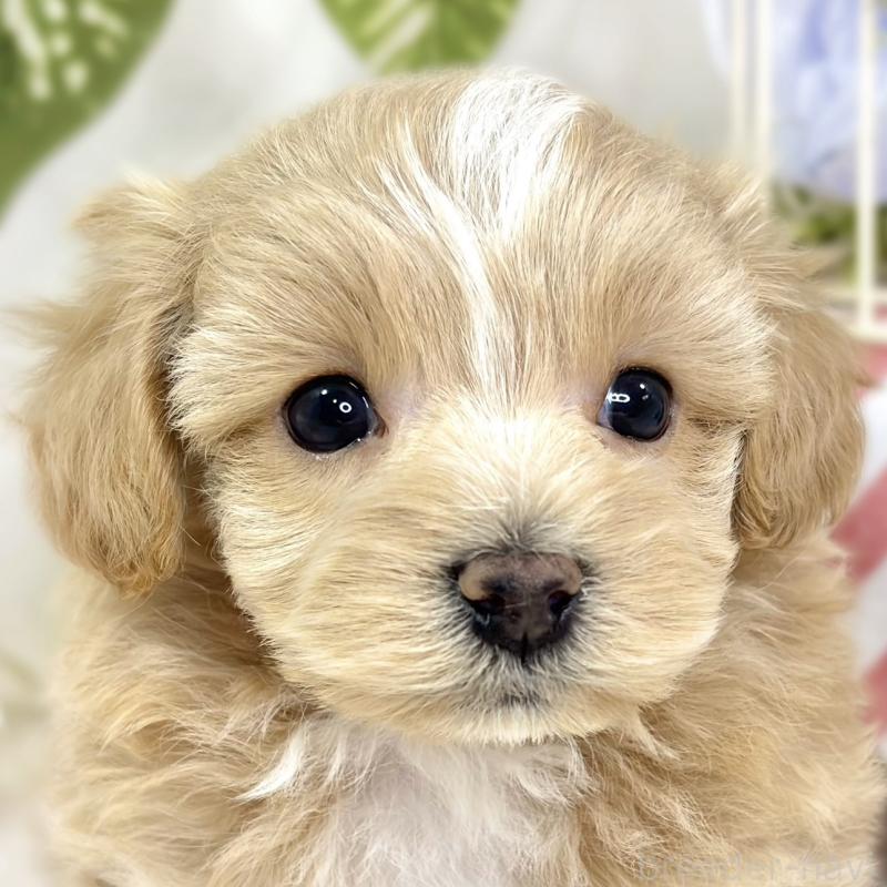 販売中の滋賀県のマルプー:マルチーズ×トイプードル-427765の1枚目