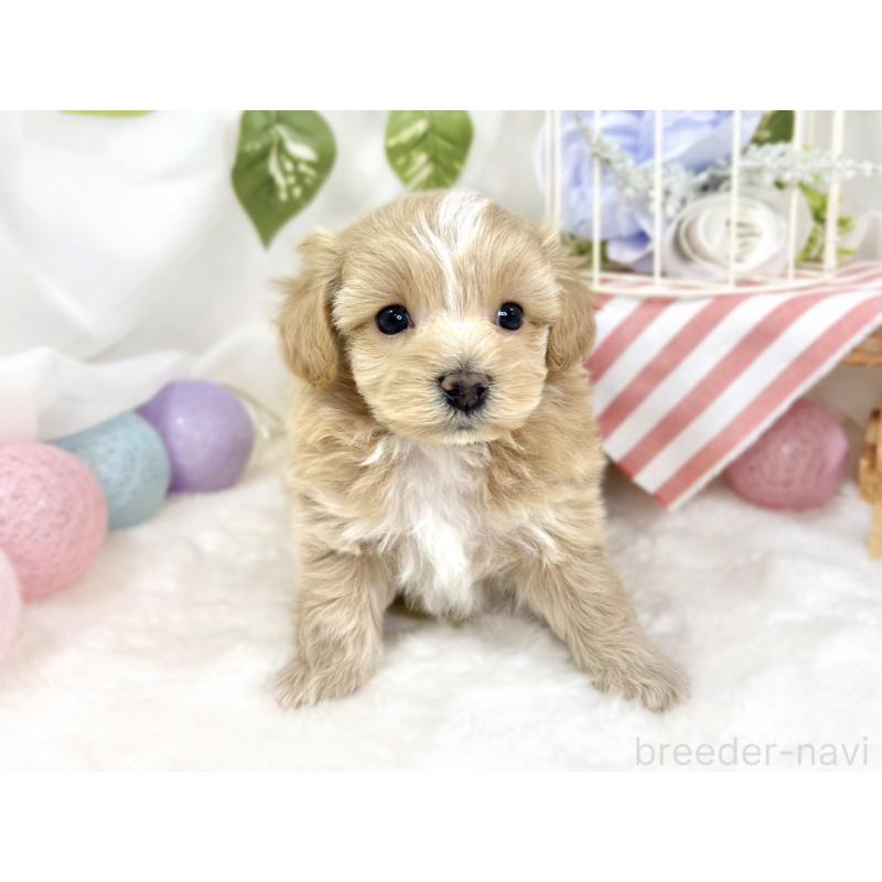 販売中の滋賀県のマルプー:マルチーズ×トイプードル-427765の4枚目