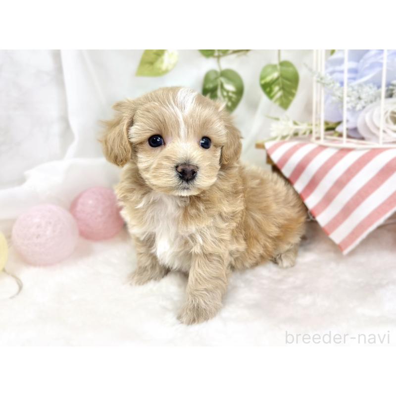 販売中の滋賀県のマルプー:マルチーズ×トイプードル-427765の3枚目