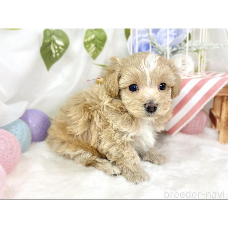 販売中の滋賀県のマルプー:マルチーズ×トイプードル-427765の2枚目