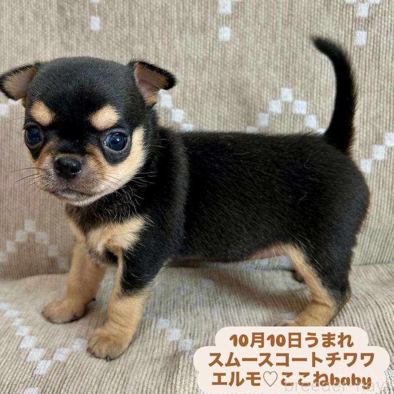 販売中の香川県のチワワ(スムースコート)-427766の1枚目