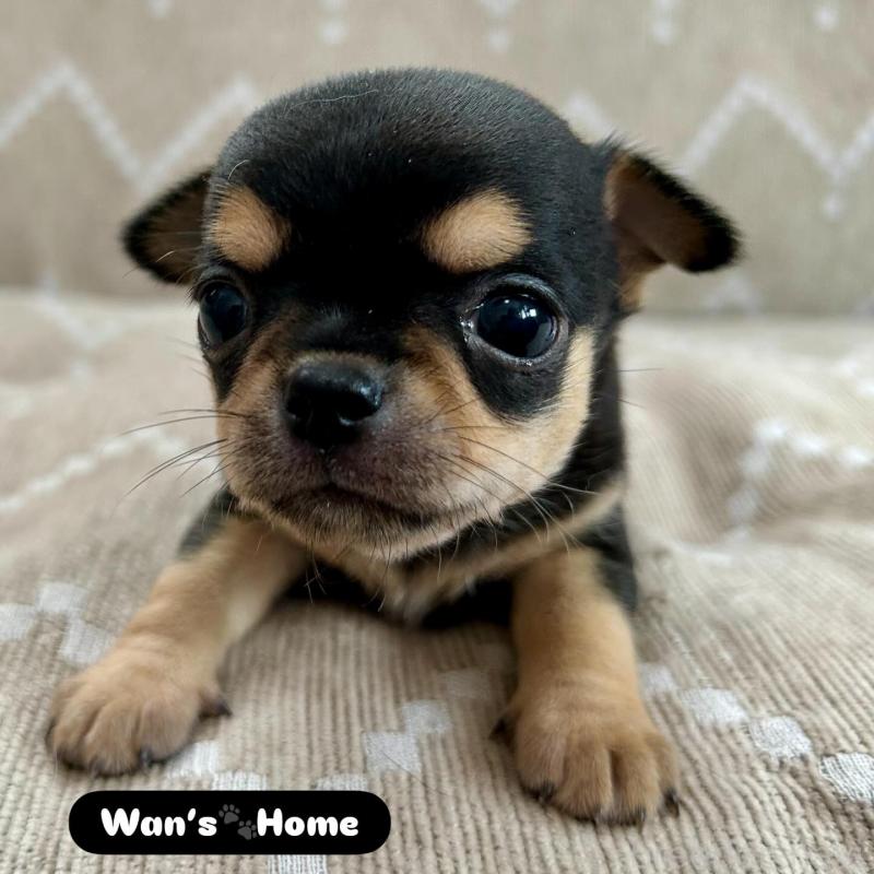 販売中の香川県のチワワ(スムースコート)-427766の4枚目