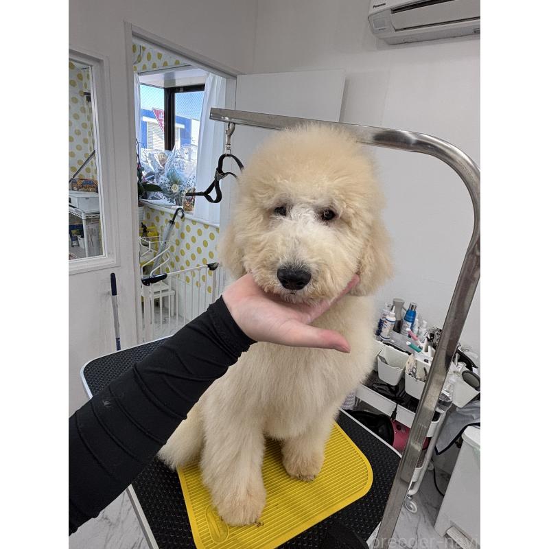 販売中の千葉県のスタンダードプードル-411075の4枚目