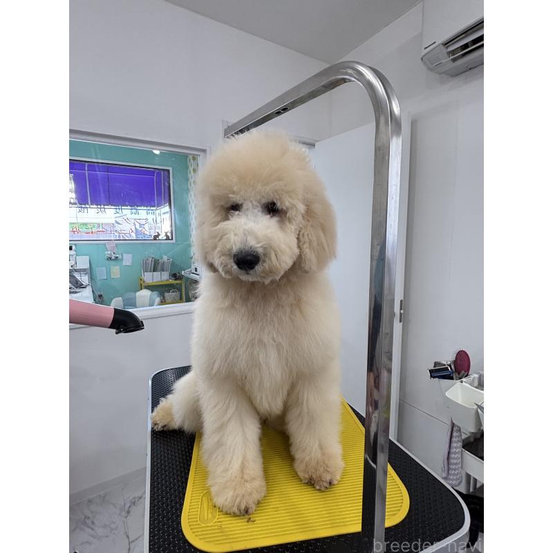 販売中の千葉県のスタンダードプードル-411075の3枚目