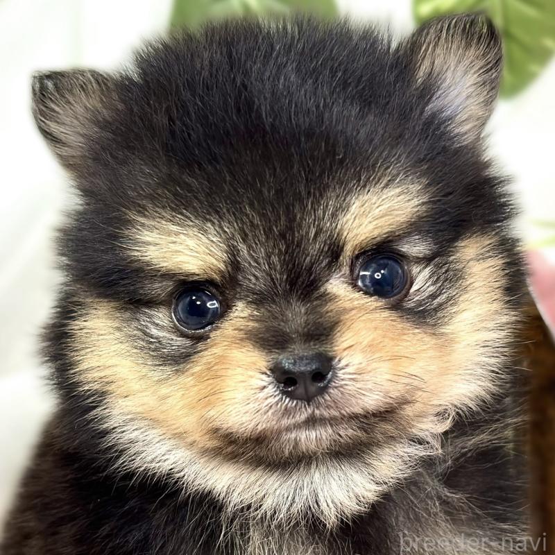 販売中の滋賀県のポメチワ:ポメラニアン×チワワ-427768の1枚目