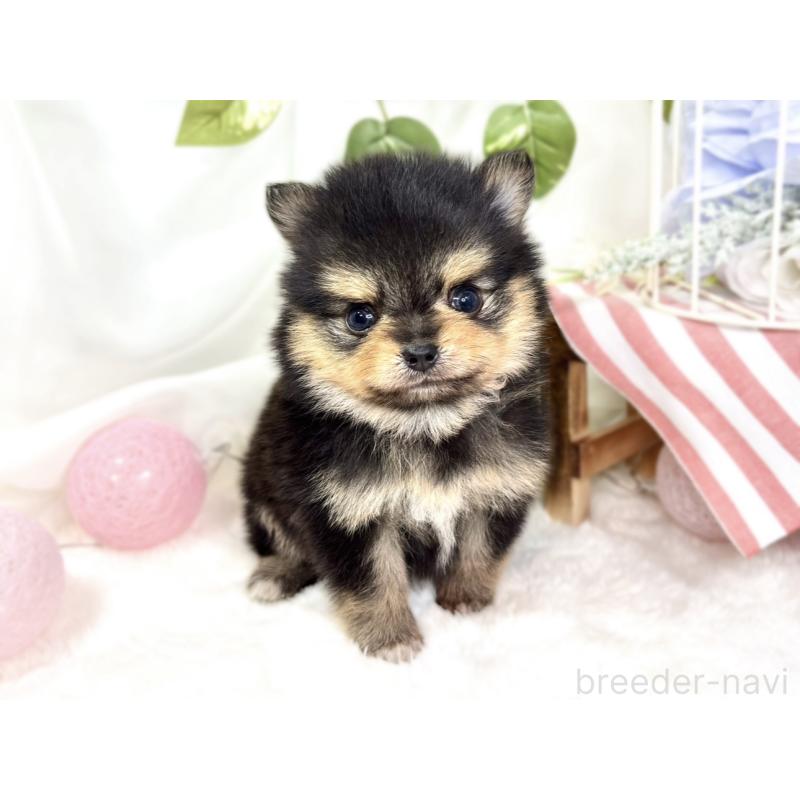販売中の滋賀県のポメチワ:ポメラニアン×チワワ-427768の4枚目