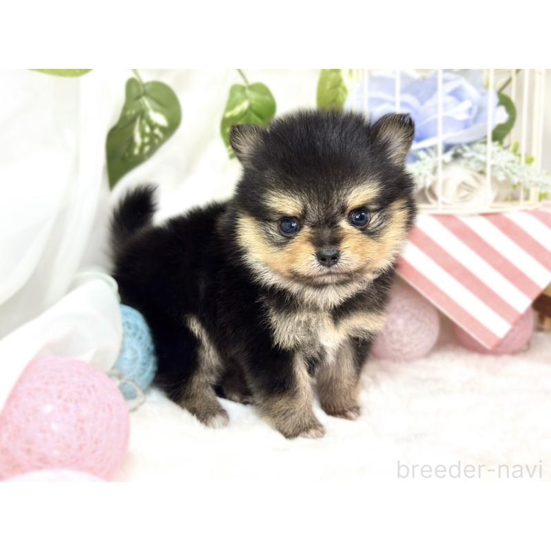 販売中の滋賀県のポメチワ:ポメラニアン×チワワ-427768の3枚目