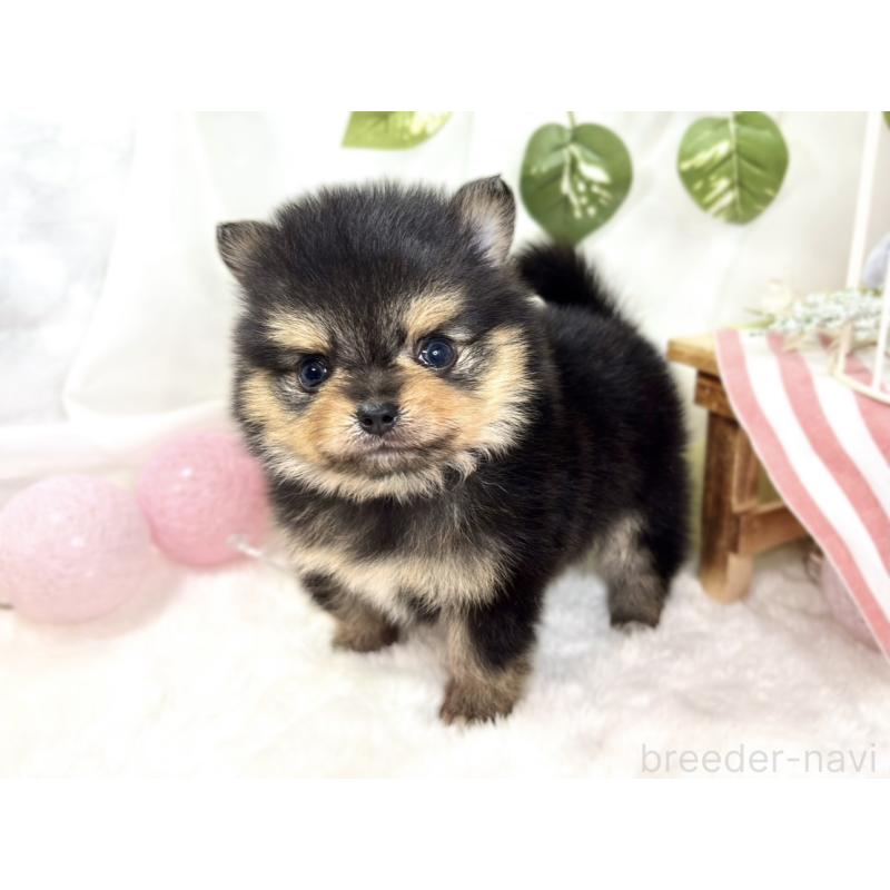 販売中の滋賀県のポメチワ:ポメラニアン×チワワ-427768の2枚目