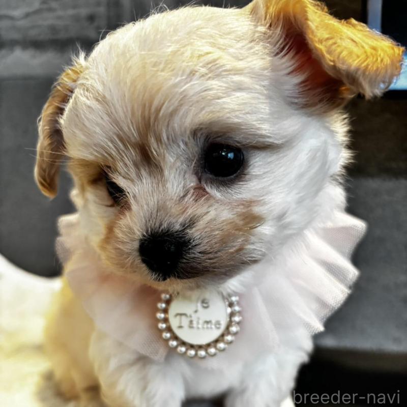 販売中の大阪府のチワプー:チワワ×トイプードル-427767の1枚目