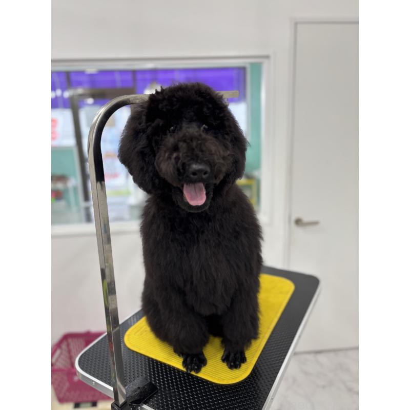 成約済の千葉県のスタンダードプードル-411041の3枚目