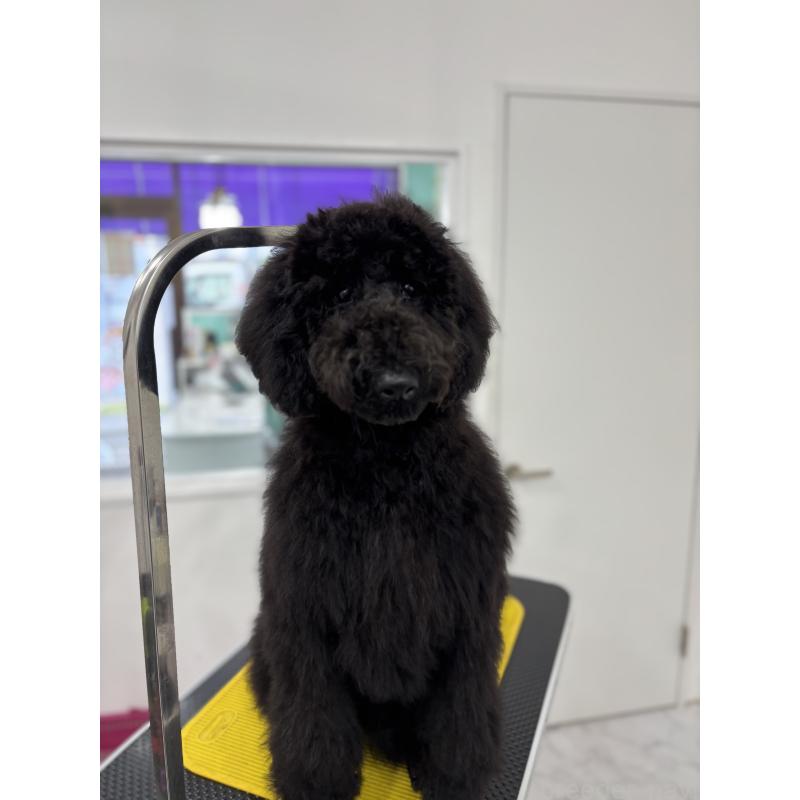 成約済の千葉県のスタンダードプードル-411041の2枚目