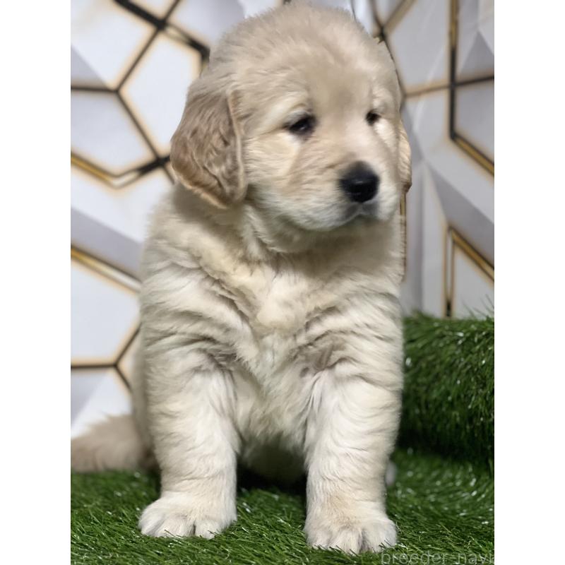 成約済の静岡県のゴールデンレトリーバー-425410の11枚目