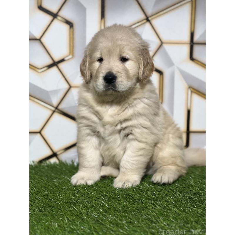 成約済の静岡県のゴールデンレトリーバー-425410の9枚目