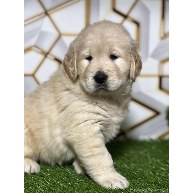 成約済の静岡県のゴールデンレトリーバー-425410の8枚目