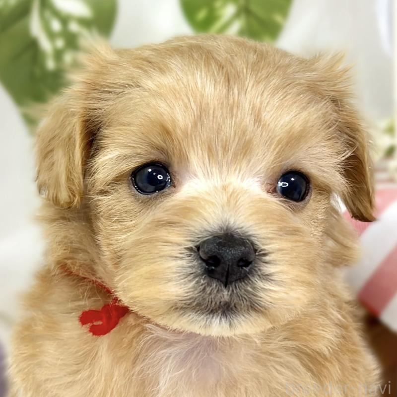 販売中の滋賀県のマルプー:マルチーズ×トイプードル-427769の1枚目