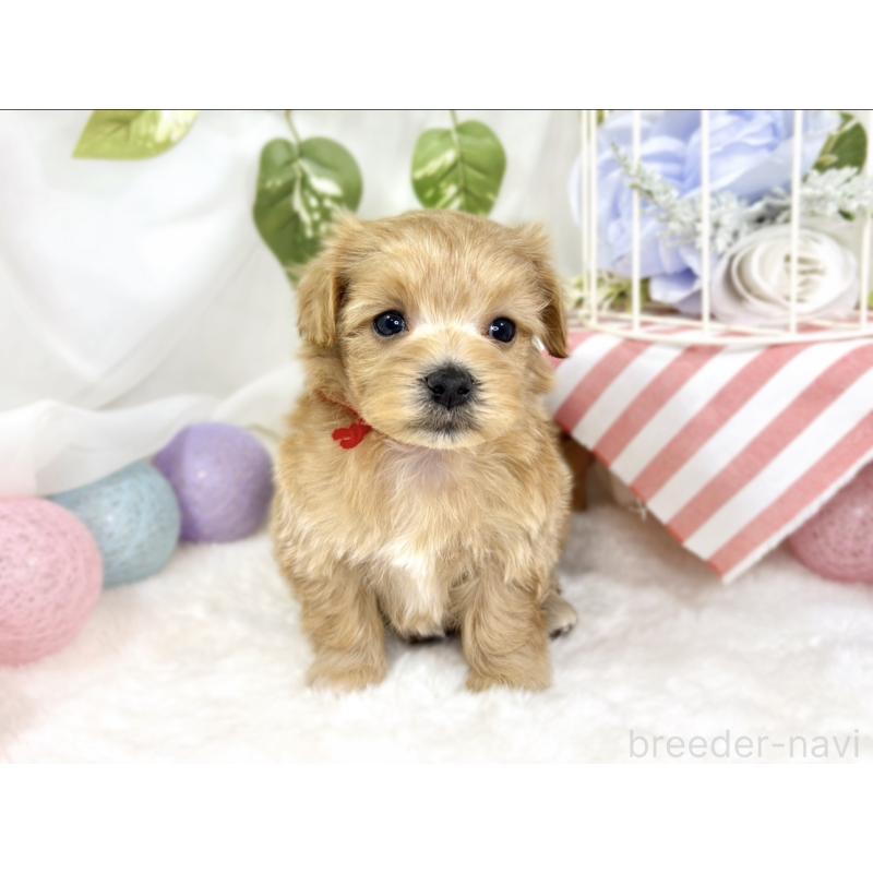 販売中の滋賀県のマルプー:マルチーズ×トイプードル-427769の4枚目