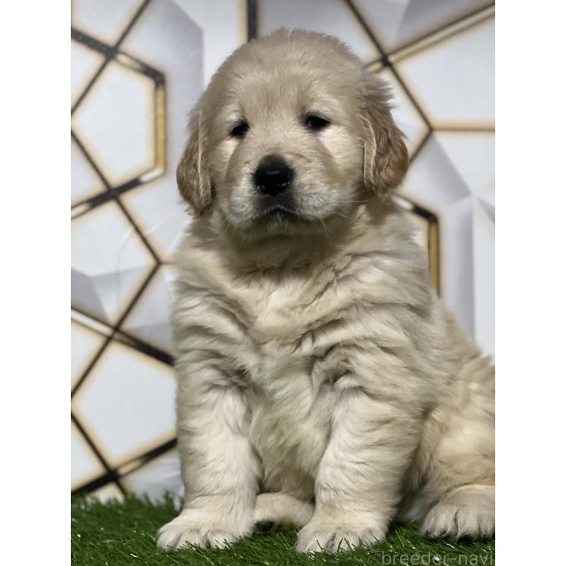 成約済の静岡県のゴールデンレトリーバー-425410の7枚目