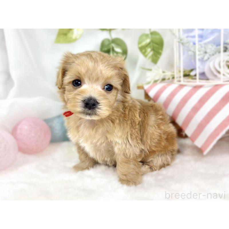 販売中の滋賀県のマルプー:マルチーズ×トイプードル-427769の3枚目