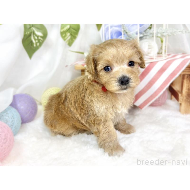 販売中の滋賀県のマルプー:マルチーズ×トイプードル-427769の2枚目