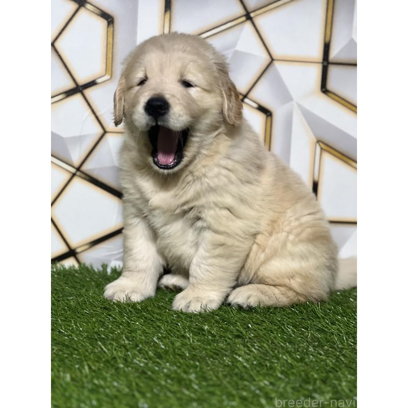 成約済の静岡県のゴールデンレトリーバー-425410の6枚目