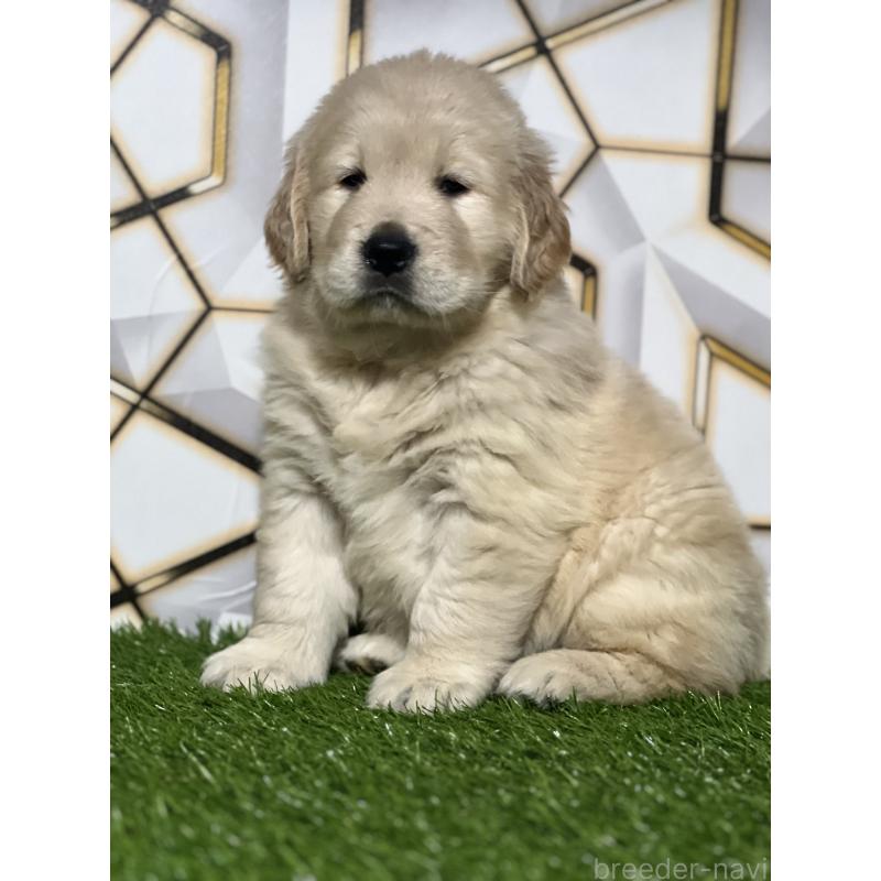 成約済の静岡県のゴールデンレトリーバー-425410の5枚目