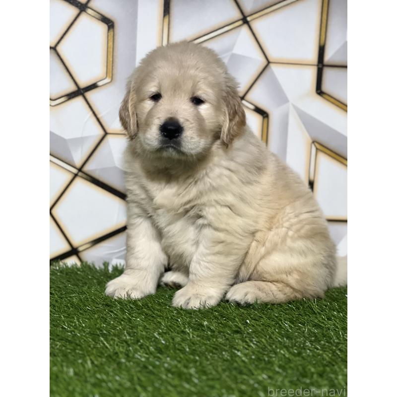 成約済の静岡県のゴールデンレトリーバー-425410の4枚目