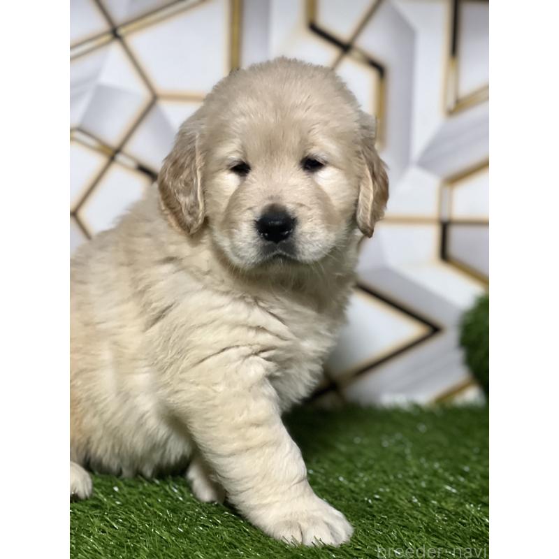 成約済の静岡県のゴールデンレトリーバー-425410の3枚目