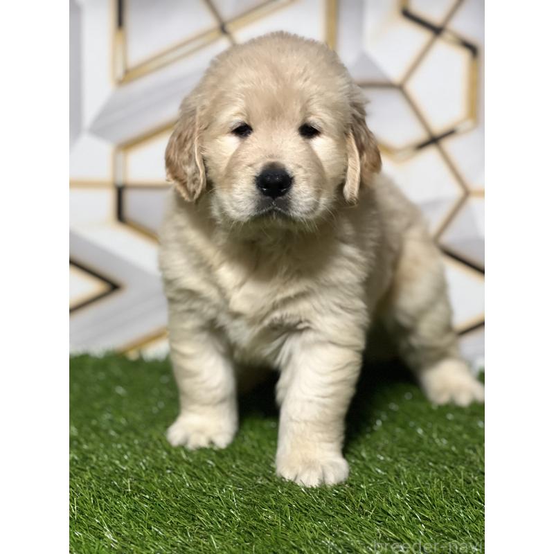 成約済の静岡県のゴールデンレトリーバー-425410の2枚目