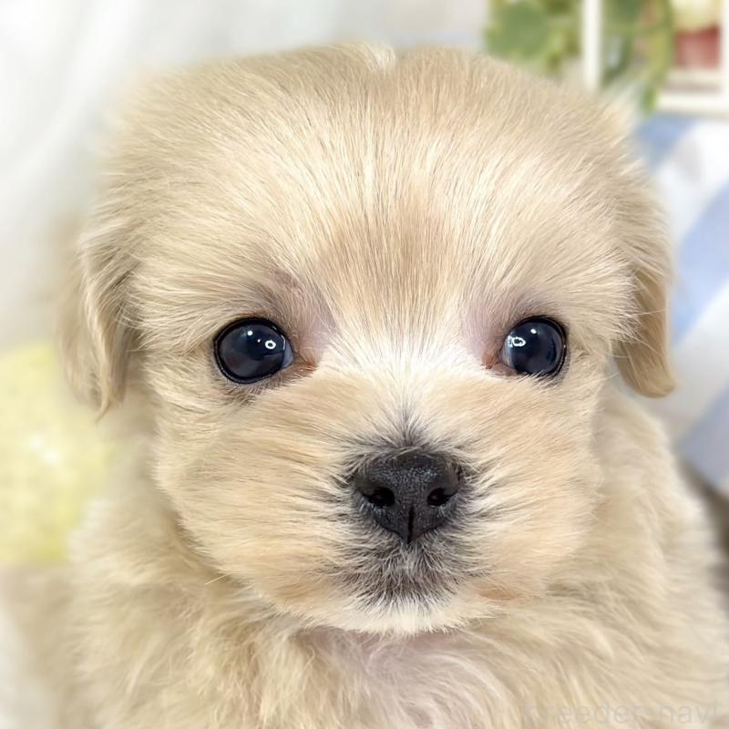 販売中の滋賀県のマルプー:マルチーズ×トイプードル-427770の1枚目