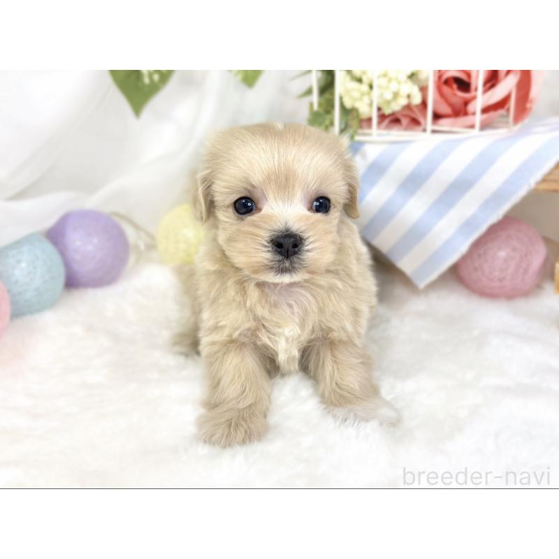 販売中の滋賀県のマルプー:マルチーズ×トイプードル-427770の4枚目