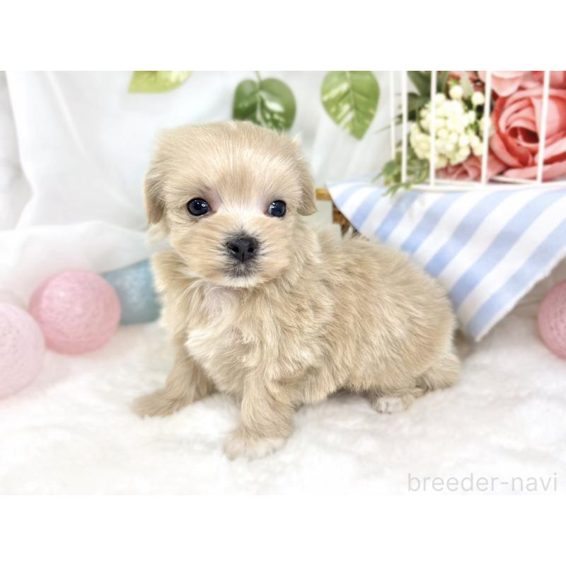 販売中の滋賀県のマルプー:マルチーズ×トイプードル-427770の3枚目