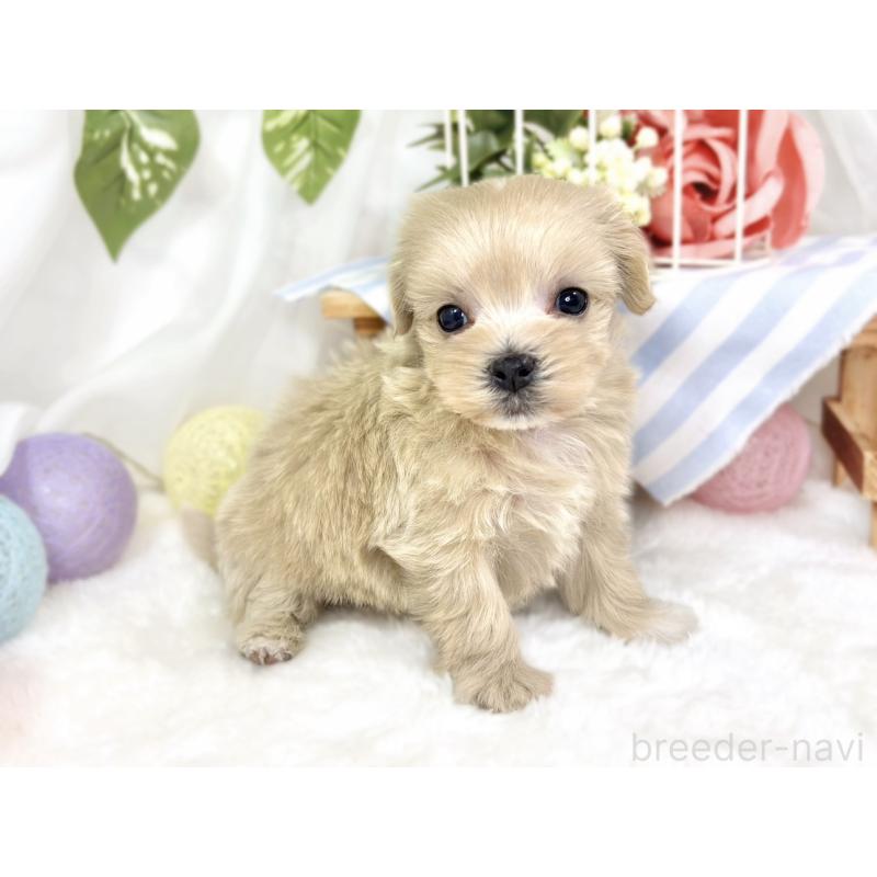 販売中の滋賀県のマルプー:マルチーズ×トイプードル-427770の2枚目