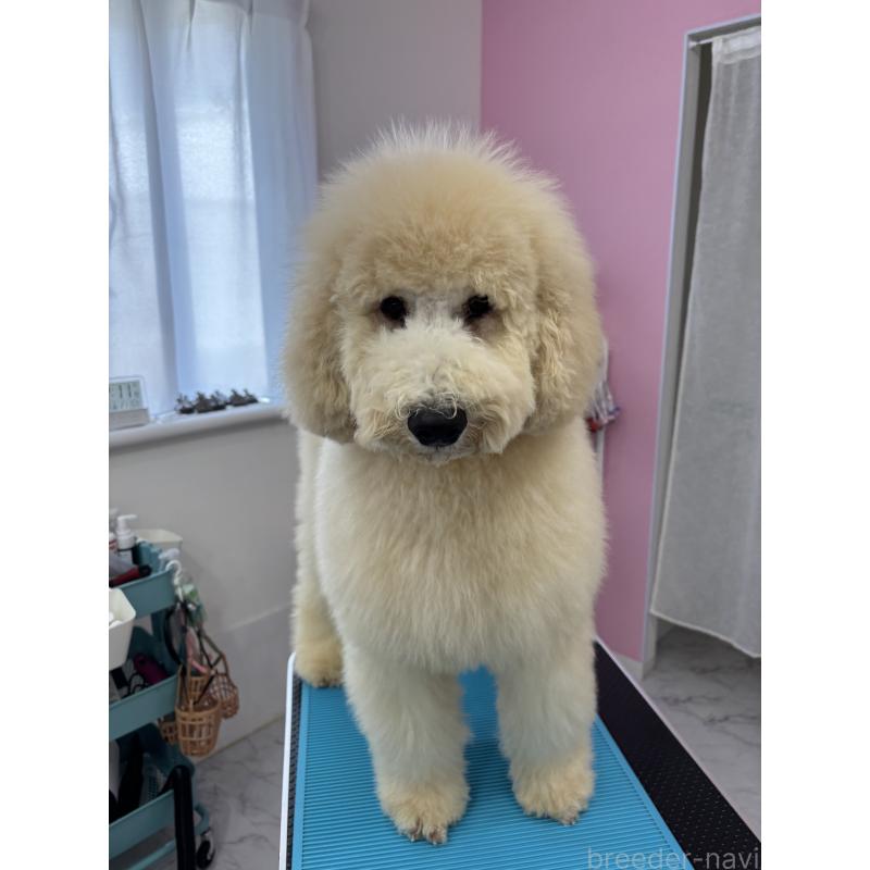 商談中の千葉県のスタンダードプードル-411069の6枚目