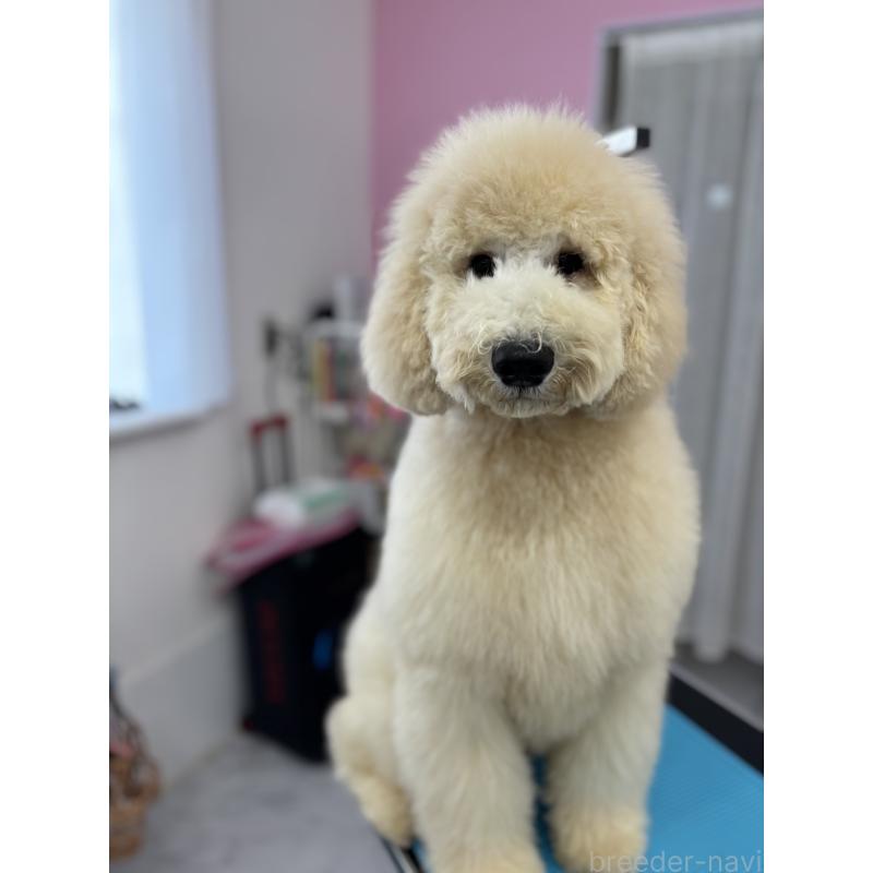 商談中の千葉県のスタンダードプードル-411069の5枚目
