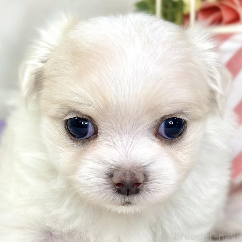 販売中の滋賀県のチワマル:チワワ×マルチーズ-427771