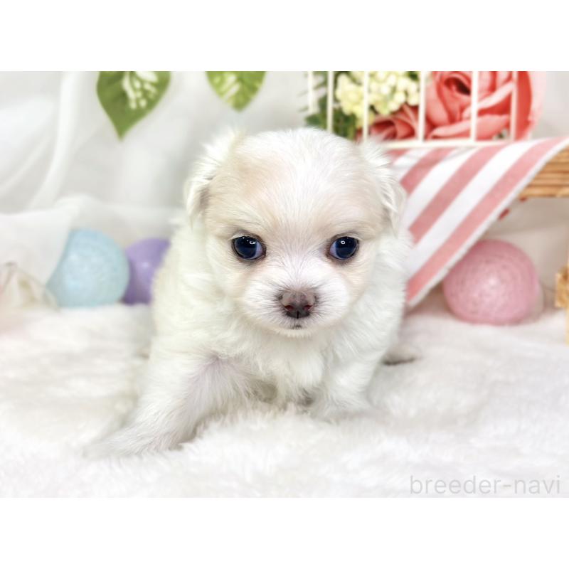 販売中の滋賀県のチワマル:チワワ×マルチーズ-427771の4枚目