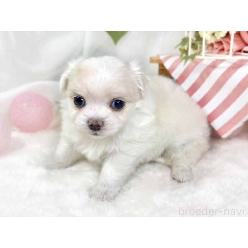 販売中の滋賀県のチワマル:チワワ×マルチーズ-427771の3枚目