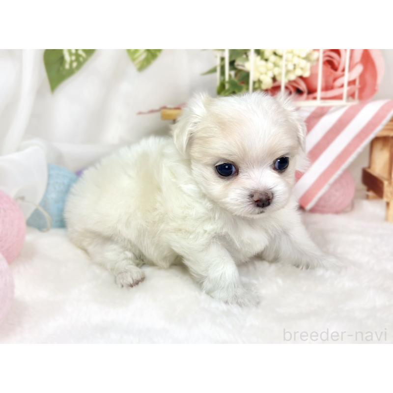 販売中の滋賀県のチワマル:チワワ×マルチーズ-427771の2枚目