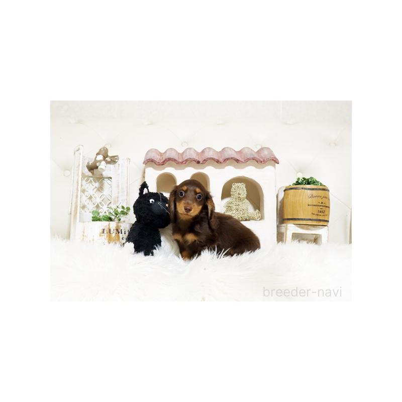 販売中の佐賀県のミニチュアダックスフンド(ロングヘアード)-427772の2枚目